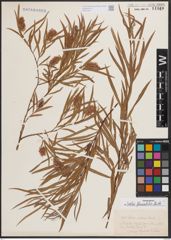 Foto von Salix fluviatilis Nutt.